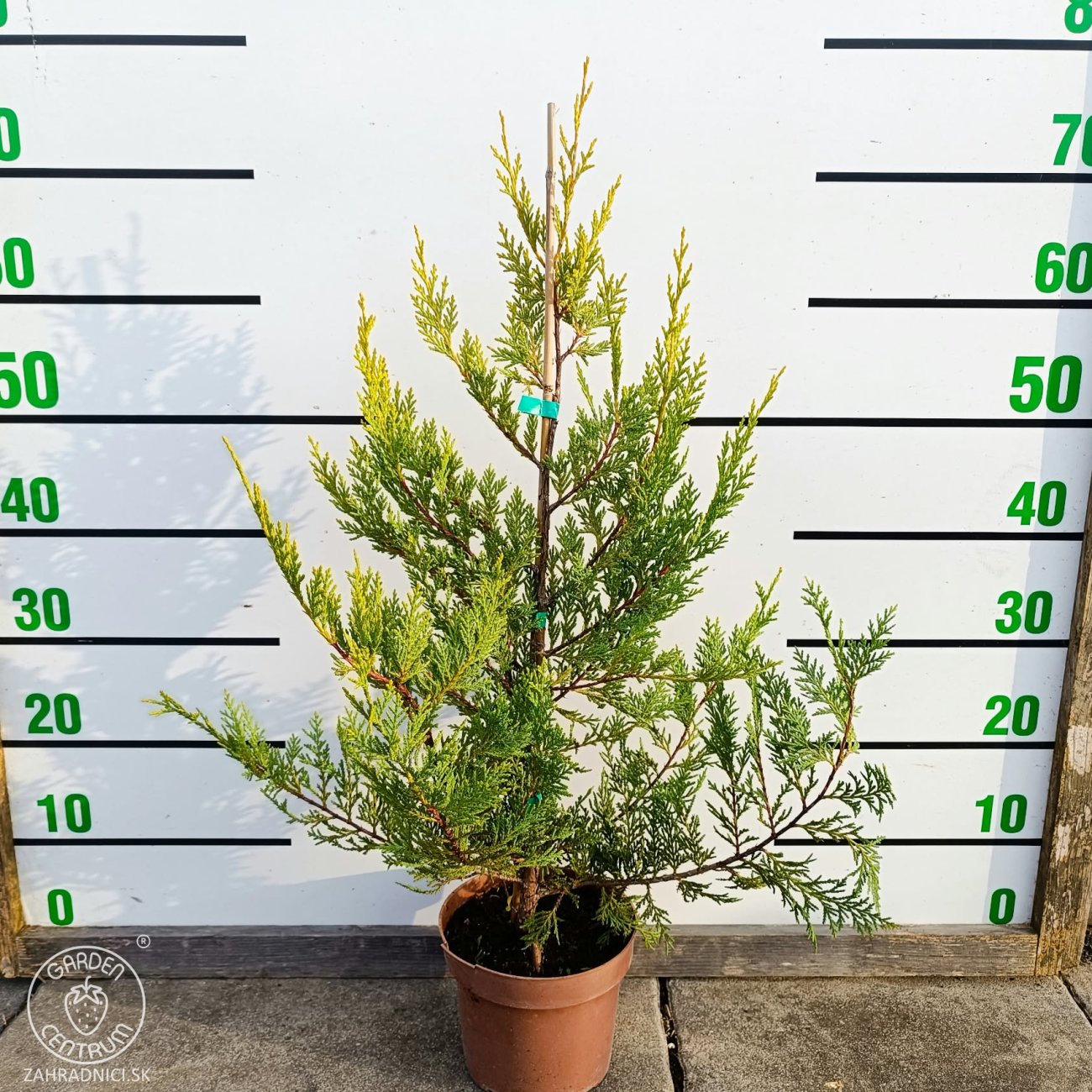 Obrázok Cyprusovec leylandský (Cupressocyparis leylandii) 'CASTLEWELLAN GOLD' – výška 30-60 cm, kont. C2L
